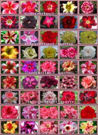 Adenium " Identified By Color 50 Types " 1,  100 Seeds Rare