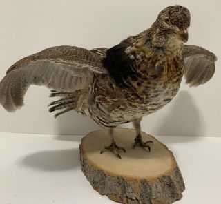 Vintage Partridge Taxidermy Birt Mount - Stuffed Animal Wilf Life Canada Rare