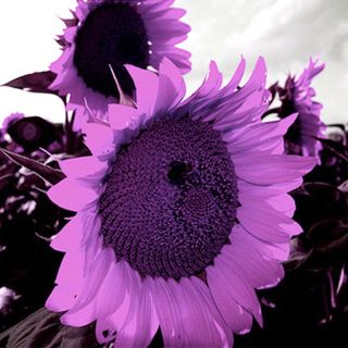 100pcs/bag Rare Purple Sunflower Seeds Flower Home Garden Ornament Gx
