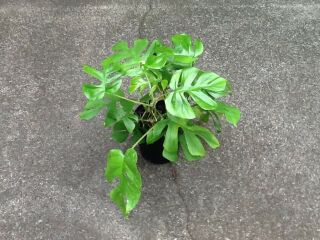 Rhaphidophora Tetrasperma aka Mini monstera,  Philodendron Ginny.  Rare.  3 plants 2