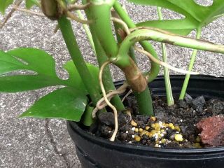 Rhaphidophora Tetrasperma aka Mini monstera,  Philodendron Ginny.  Rare.  3 plants 3