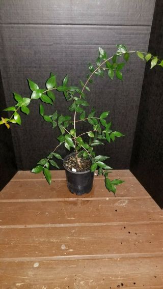 Rare Eugenia Uniflora (smooth Variety) Pitanga,  Suriname Cherry (black Fruit)
