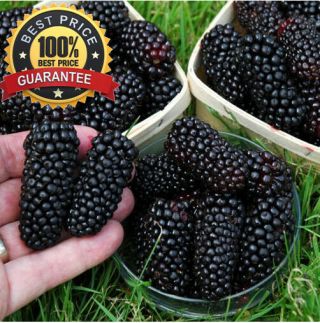 1000pcs No - Gmo Real Huge Blackberry Fruit Seeds Rare Delicious Fruits Grow Fast