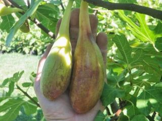 Rare Fig Varieties» Ficus Carica Var Longue D 