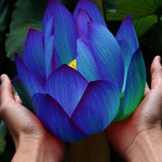 100pcs Rare Blue Lotus Seeds Aquatic Plants Water Lily Nymphaea Flower Pond Seed