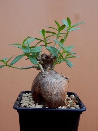 Pachypodium Bispinosum - Succulent - Caudex - Rare - South Africa - Import