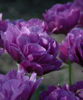 Perennial 1 Peony Roots Resistant Bulbs Rare Landscape Gift Garden