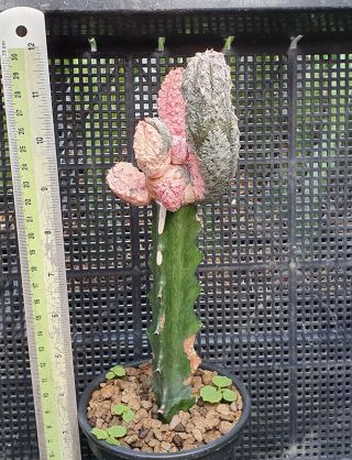 24.  Euphorbia abdelkuri (two tone) very rare and succulent 5