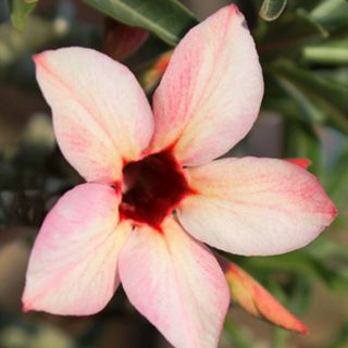 Rare Adenium Obesum Desert Rose Grafted Plant " The Peach " Flowers,  Phyto