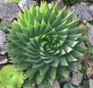 Rare Aloe Polyphylla - The Spiral Aloe 9 " Green Plant Collector 