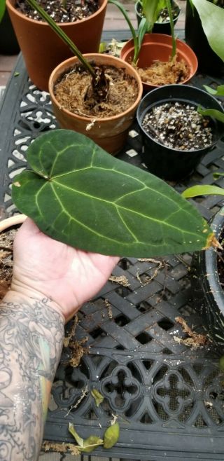 Anthurium Ace Of Spades Rare Aroid House Plant Dark Velvet Live Plant Xl Grower