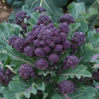 Broccoli Purple Sprouting 300 - 16,  000 Seeds Cold Hardy Bulk Non - Gmo Rare Fun