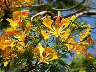 Delonix Regia Yellow Flamboyan Royal Poinciana Rare Bonsai Tree Seed 20 Seeds