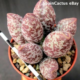 Adromischus Marianiae Var.  Alveolatus “borhansplect” Rare Succulent Plant 23/6