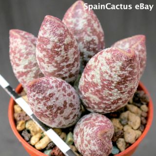 Adromischus marianiae var.  alveolatus “Borhansplect” rare succulent plant 23/6 2