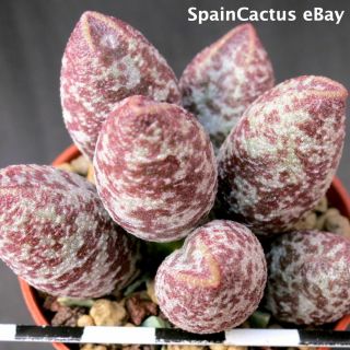 Adromischus marianiae var.  alveolatus “Borhansplect” rare succulent plant 23/6 3