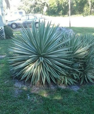 Agave Angustifolia Variegated Exotic Succulent Rare Cactus 1 4 - 6 " Potted Plant