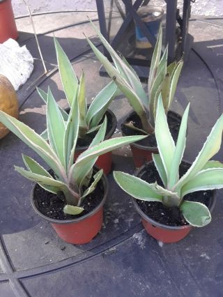 Agave Angustifolia Variegated Exotic Succulent Rare Cactus 1 4 - 6 