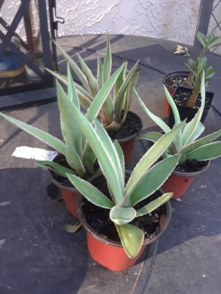 Agave Angustifolia Variegated Exotic Succulent Rare Cactus 1 4 - 6 