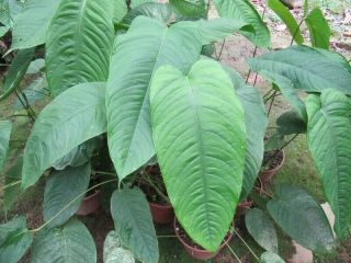 Anthurium Cuspidatum Rare Aroid Xl Leaves House Plant Rare Tropical Plant