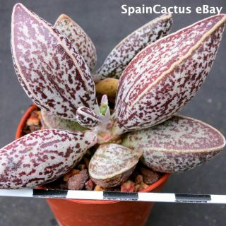 Adromischus Marianiae " South Clanwilliam " Lav 28229a Rare Succulent Plant 28/7