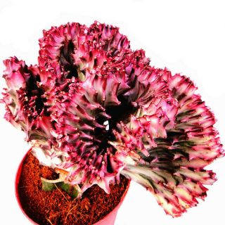 Succulent Cactus Live Plant - Euphorbia Neriifolia Var.  Cristata 10cm - Rare Plant
