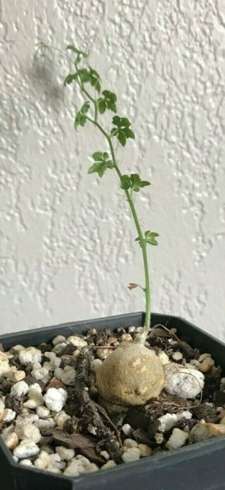 Kedrostis Africana Rare Succulent Plant Not Cactus Vine Caudex Caudiciform