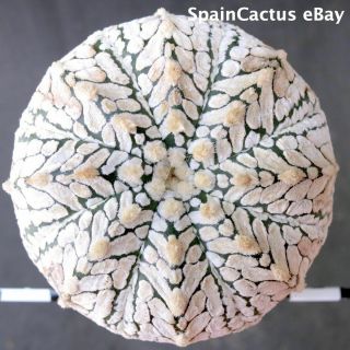 Astrophytum Superkabuto V - Type Seedling King Size Rare Cactus Plant 26/5