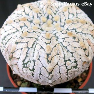 Astrophytum superkabuto V - type SEEDLING KING SIZE rare cactus plant 26/5 2
