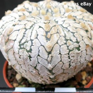 Astrophytum superkabuto V - type SEEDLING KING SIZE rare cactus plant 26/5 3
