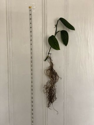 Rooted Rare Monstera Sp Peru Karstenianum Plant H With Node