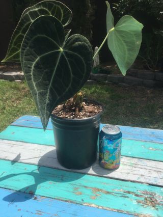 Anthurium Clarinervium Mature Mother Plant Rare Well Rooted And Growth