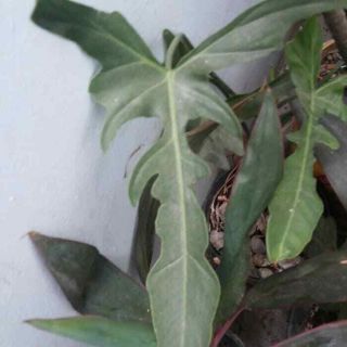 Philodendron Longilobatum Rare
