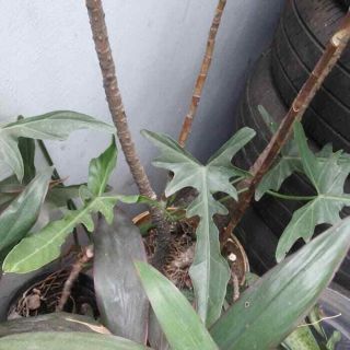 Philodendron Longilobatum Rare 2