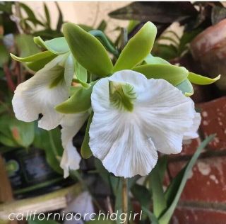 Encyclia Mariae X Sib Orchid Rare Epiphyte Flowering Size