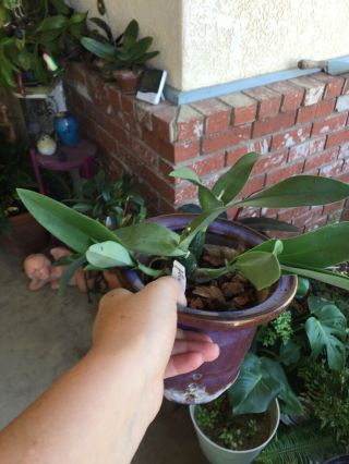 Encyclia Mariae X Sib Orchid Rare Epiphyte Flowering Size 2