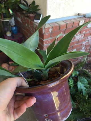 Encyclia Mariae X Sib Orchid Rare Epiphyte Flowering Size 3