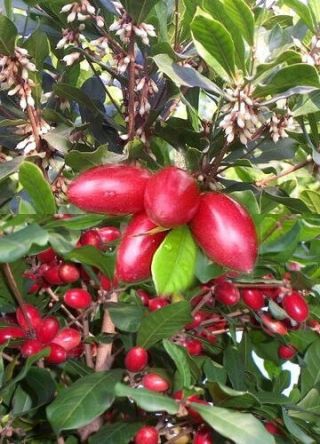 Miracle Fruit Synsepalum Dulcificum Rare Exotic Sweet Berry Edible Seed 5 Seeds