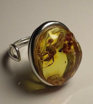 Very Rare Huge Wasp Insect Baltic Amber Steriling Silver Ring 7.  9 G.