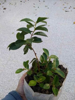 Rare Red Fruit Organic Lemon Guava Plant Not Seeds Psidium Cattleianum Bonsai