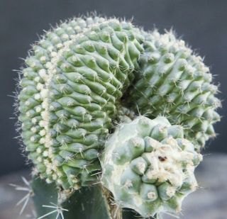 Copiapoa Humilis Crest Cristata Rare Slow Growing Cactus Specimen Graft Grafted