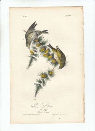 Rare 1st Ed Audubon Birds Of America 8vo Print 1840: Pine Linnet.  180