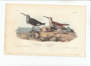 Rare 1st Ed Audubon Birds Of America 8vo Print 1840: Red - Backed Sandpiper.  332