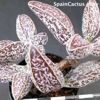 Adromischus Marianiae " South Clanwilliam " Lav 28229a Rare Succulent Plant 2/6