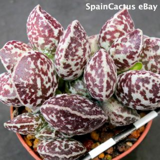 Adromischus Marianiae Cv.  Bryan Makin 2/3 King Size Rare Succulent Plant 2/6