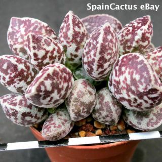 Adromischus marianiae cv.  Bryan Makin 2/3 KING SIZE rare succulent plant 2/6 3