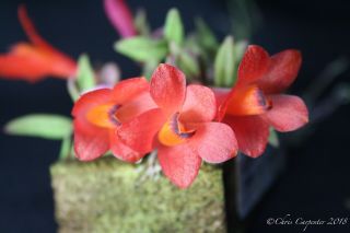 Dendrobium Cuthbertsonii Rare Orchid Species - Choice Mini