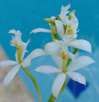 Rare White Epidendrum Orchid Rooted Cutting; Fresh From Mother Plant