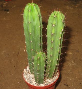 Trichocereus Bridgesii 13cm Rare Cactus Astrophytum Plant Echinopsis Aztekium S