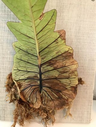 Aglaomorpha Coronans Oak Leaf Fern Mounted On Vinyl Rare Fern Epiphyte